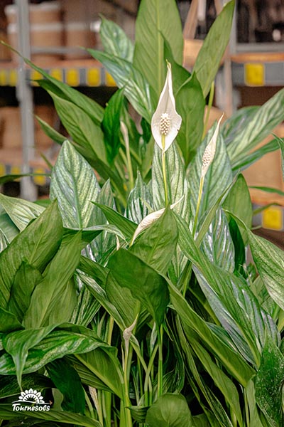 Spathiphyllum